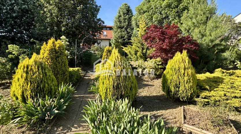 A sunny garden with gravel path flanked by bright yellow-green conifers and other green trees, a house visible in the background under a clear blue sky.